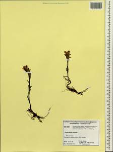 Pedicularis hirsuta L., Siberia, Central Siberia (S3) (Russia)