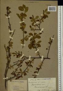 Prunus domestica L., Eastern Europe, Eastern region (E10) (Russia)