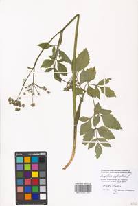Angelica sylvestris L., Eastern Europe, Moscow region (E4a) (Russia)