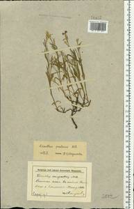 Dianthus pratensis, Eastern Europe, Lower Volga region (E9) (Russia)