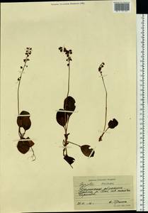 Pyrola minor L., Siberia, Western Siberia (S1) (Russia)