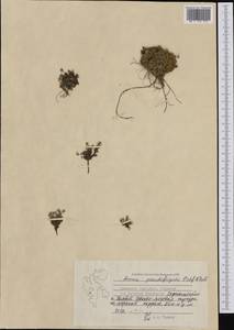 Arenaria pseudofrigida (Ostenf. & O. C. Dahl) Schischk. & Knorring, Western Europe (EUR) (Svalbard and Jan Mayen)