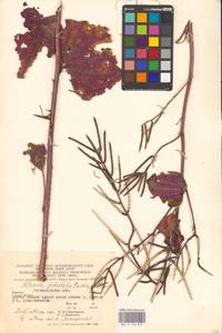 Alliaria petiolata (M.Bieb.) Cavara & Grande, Eastern Europe, West Ukrainian region (E13) (Ukraine)