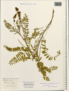 Astragalus galegiformis L., Caucasus, Stavropol Krai, Karachay-Cherkessia & Kabardino-Balkaria (K1b) (Russia)