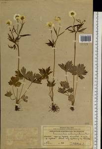Ranunculus subcorymbosus Kom., Siberia, Chukotka & Kamchatka (S7) (Russia)