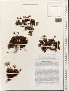 Saxifraga dinnikii Schmalh. ex Akinfew, Caucasus, Stavropol Krai, Karachay-Cherkessia & Kabardino-Balkaria (K1b) (Russia)