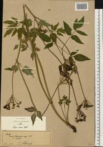 Zizia aurea (L.) W. D. J. Koch, Eastern Europe, Moscow region (E4a) (Russia)