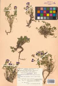 Oxytropis revoluta Ledeb., Siberia, Chukotka & Kamchatka (S7) (Russia)