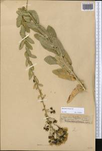 Hieracium virosum Pall., Middle Asia, Pamir & Pamiro-Alai (M2)
