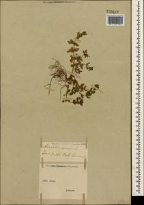 Lysimachia arvensis subsp. arvensis, Crimea (KRYM) (Russia)
