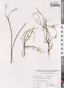 Sparganium angustifolium Michx., Siberia, Chukotka & Kamchatka (S7) (Russia)
