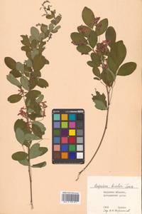 Lespedeza bicolor Turcz., Siberia, Russian Far East (S6) (Russia)