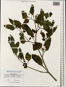 Solanum nigrum L., Caucasus, Azerbaijan (K6) (Azerbaijan)