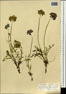 Scabiosa comosa Fisch. ex Roem. & Schult., Mongolia (MONG) (Mongolia)