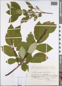 Prunus padus L., Eastern Europe, Lower Volga region (E9) (Russia)