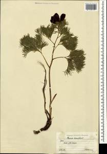 Paeonia tenuifolia L., Crimea (KRYM) (Russia)