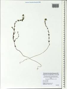 Euphrasia × vernalis List, Eastern Europe, North-Western region (E2) (Russia)