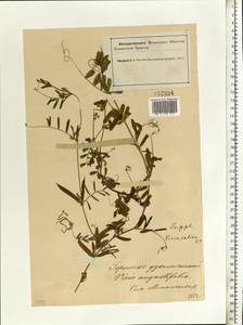 Vicia sativa subsp. nigra (L.)Ehrh., Eastern Europe, Northern region (E1) (Russia)
