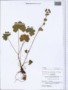 Alchemilla hirsuticaulis H. Lindb., Eastern Europe, Central forest-and-steppe region (E6) (Russia)