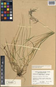 Calamagrostis sesquiflora (Trin.) Tzvelev, America (AMER) (Canada)