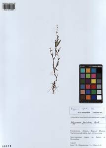 Polygonum aviculare subsp. neglectum (Besser) Arcang., Siberia, Altai & Sayany Mountains (S2) (Russia)