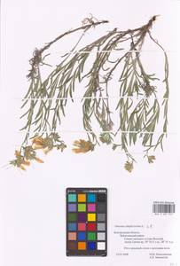 MHA 0 007 972, Onosma simplicissima L., Eastern Europe, Central forest-and-steppe region (E6) (Russia)