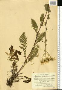 Tanacetum corymbosum subsp. corymbosum, Eastern Europe, Central region (E4) (Russia)