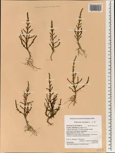 Salicornia europaea L., South Asia, South Asia (Asia outside ex-Soviet states and Mongolia) (ASIA) (Cyprus)