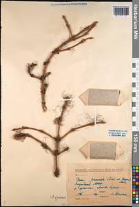 Picea brachytyla var. brachytyla, Siberia, Yakutia (S5) (Russia)