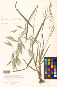 Bromus oxyodon Schrenk, Eastern Europe, Moscow region (E4a) (Russia)