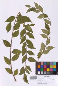 Ulmus pumila L., Eastern Europe, Moscow region (E4a) (Russia)