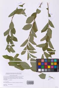 Prunus fruticosa Pall., Eastern Europe, Moscow region (E4a) (Russia)