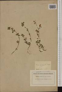 Trifolium campestre Schreb., Western Europe (EUR) (France)