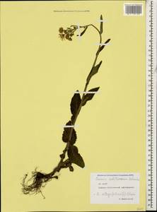 Tephroseris cladobotrys subsp. subfloccosa (Schischk.) Greuter, Caucasus, North Ossetia, Ingushetia & Chechnya (K1c) (Russia)