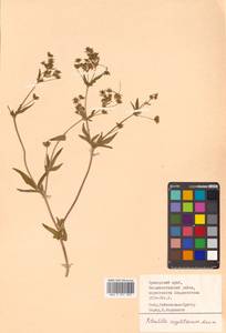 Potentilla cryptotaeniae Maxim., Siberia, Russian Far East (S6) (Russia)