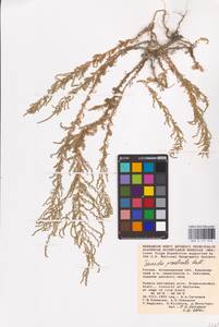 Suaeda prostrata Pall., Eastern Europe, Lower Volga region (E9) (Russia)