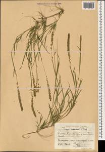 Tragus racemosus (L.) All., Caucasus, Dagestan (K2) (Russia)