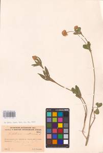 Trifolium montanum L., Eastern Europe, North-Western region (E2) (Russia)