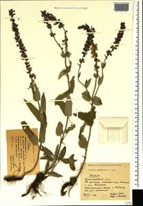 Salvia nemorosa subsp. pseudosylvestris (Stapf) Bornm., Crimea (KRYM) (Russia)