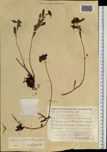 Phedimus kamtschaticus (Fisch.) 't Hart, Siberia, Chukotka & Kamchatka (S7) (Russia)