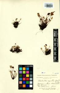 Aleuritopteris argentea (S. G. Gmel.) Fée, Siberia, Altai & Sayany Mountains (S2) (Russia)
