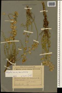 Astragalus halicacabus Lam., Caucasus, Armenia (K5) (Armenia)