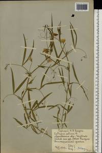 Lathyrus sativus L., Eastern Europe, Moscow region (E4a) (Russia)