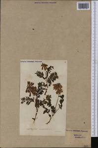 Astragalus monspessulanus, Western Europe (EUR) (Switzerland)