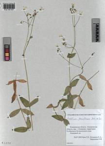 KUZ 004 507, Cerastium pauciflorum Stev. ex Ser., Siberia, Altai & Sayany Mountains (S2) (Russia)