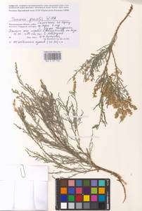 Tamarix gracilis Willd., Eastern Europe, Lower Volga region (E9) (Russia)