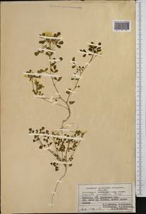 Trigonella grandiflora Bunge, Middle Asia, Pamir & Pamiro-Alai (M2) (Uzbekistan)