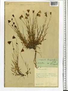 Campanula langsdorffiana (A.DC.) Fisch. ex Trautv. & C.A.Mey., Siberia, Chukotka & Kamchatka (S7) (Russia)