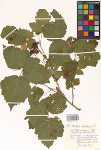 Rubus caesius L., Eastern Europe, Middle Volga region (E8) (Russia)