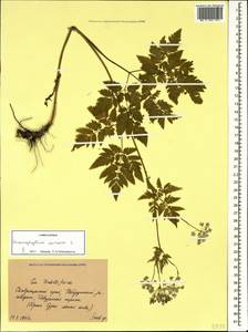 Chaerophyllum aureum L., Caucasus, Stavropol Krai, Karachay-Cherkessia & Kabardino-Balkaria (K1b) (Russia)